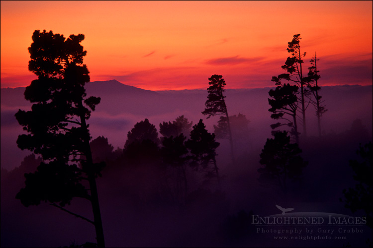Photo: Trees and fog at sunset over San Francisco Bay from Tilden Regional Park, Berkeley Hills, California