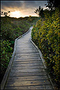 Photo: Elfin Forest Boardwalk, California