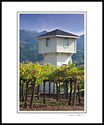 Morning light on vineyard and water tower, Alexander Valley, Sonoma County, California