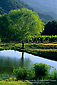 Tree and pond, Galante Vineyards, above Carmel Valley, Monterey County, California