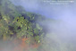 Coastal fog, oak trees, and hills, Cachaqua Road, above Carmel Valley, Monterey County, California
