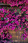 Bouganvilla in bloom, Paraiso Vineyards Tasting Room Salinas Valley, Monterey County, California