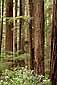 Redwood Forest, Jedediah Smith Redwood State Park, near Crescent City, California