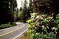 The Redwood Highway 101, Redwood National Park, near Crescent City, Del Norte County, California