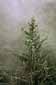Coastal Spruce Tree in fog, near Trinidad, Humboldt County, California