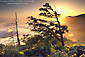 Sunset, tree, and fog on the Lost Coast above Shelter Cove, Humboldt County, California