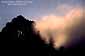 Fog at sunset through trees in the Berkeley Hills, California