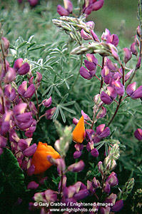 Poppies and lupines in spring, Tilden Regional Park, Berkeley Hills, California