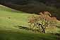 Lone oak tree and cow in stormy light on rolling green hills in spring, Mount Diablo, Contra Costa County, San Francisco Bay Area, California