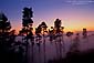 Sunset and fog through trees in the Berkeley Hills, San Francisco Bay Area, California