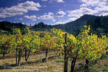 Vineyards in fall, Maple Creek Winery, Yorkville, Mendocino County, California