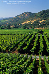 Rows of grape vines in summer along the Silverado Trail, Napa Valley Wine Growing Region, California