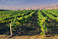 Vineyards in the Santa Maria Valley, San Luis Obispo County, CALIFORNIA