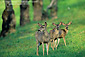 Black-tailed Mule deer doe and fawn in early spring, Adelaida Road, Paso Robels San Luis Obispo County, California