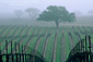 Morning fog over vineyard rows and oak tree in spring, Union Road, Paso Robles San Luis Obispo County, California