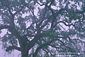 Oak tree and fog in spring, near Villa Toscana, Paso Robles, San Luis Obispo County, California