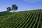 Tablas Creek Vineyards, Adelaida Road, Paso Robles, San Luis Obispo County, California