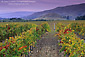 Vineyards in the Edna Valley in fall, near San Luis Obispo, San Luis Obispo County, California