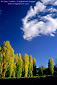 Cloud over trees in fall next to vineyard in the Dry Creek Valley, Sonoma County, California