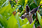 Female Mule Deer Doe Odocoileus hemionus hiding in meadow, Dorst Creek, Sequoia National Park, California