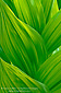 Green Corn Lily leaf detail pattern in meadow at Dorst Creek, Sequoia National Park, California