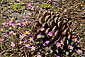 Mustang Clover Linanthus montanus and pine cone in summer, near Crescent Meadow, Sequoia National Park, California