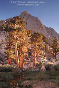 Morning light on Lodgepole Pines beneath granite mountain peaks along the Mount Whitney Trail, Eastern Sierra, California