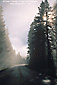 Image: Morning mist through trees over two lane road, Yellowstone National Park, Wyoming