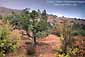 Fall colors on foliage in Arches National Park, Utah