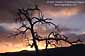 Sunset behind dead tree, Capitol Reef National Park, Southern Utah