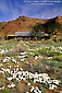 Photo: Desert primrose wildflowers bloom below red rock mesa, Valley of the Gods Bed and Breakfast Inn, Utah
