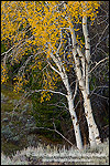 Aspen tree in fall, Grand Teton National Park, Wyoming