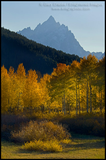 Photo: Golden autumn leaves on aspen trees in fall below Grand Teton mountain peak, Grand Teton National Park, Wyoming